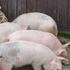 purcei 310 - imagine 4