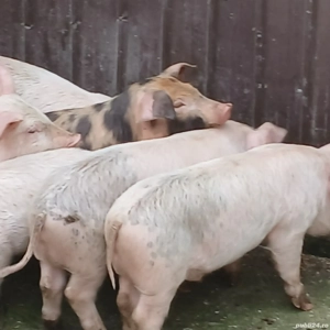 purcei 310 - imagine 1