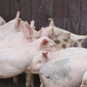 purcei 310 - imagine 2