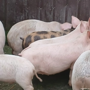 purcei 310 - imagine 3