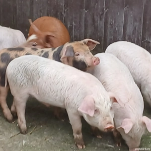 purcei 310 - imagine 5