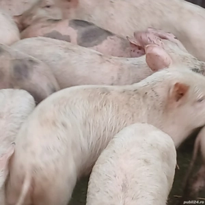 purcei 260 lei bucata 