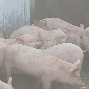 purcei 260 lei bucata  - imagine 3