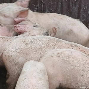 purcei 260 lei bucata  - imagine 4