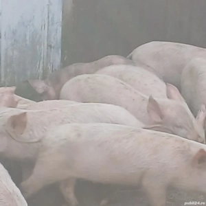 purcei 260 lei bucata  - imagine 2