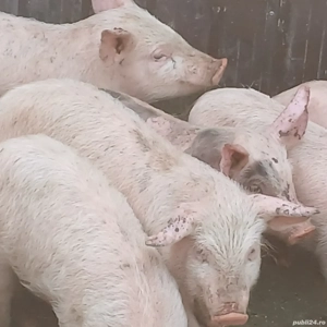 purcei 250-280 lei bucata  - imagine 7