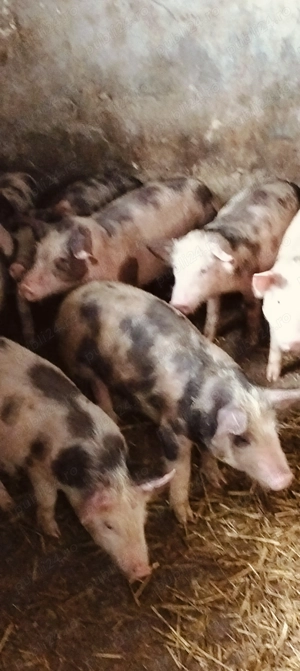 Super preț! Purcei pietrani de 12 săptămâni  - imagine 2