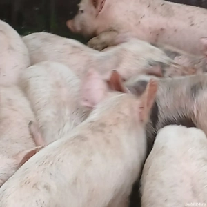 purcei 250-280 lei bucata  - imagine 5