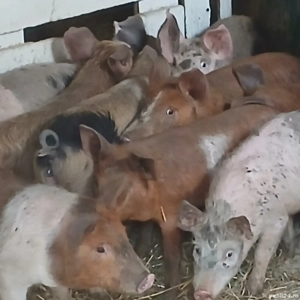 purcei 250-280 lei bucata  - imagine 10