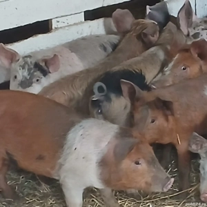 purcei 250-280 lei bucata  - imagine 8