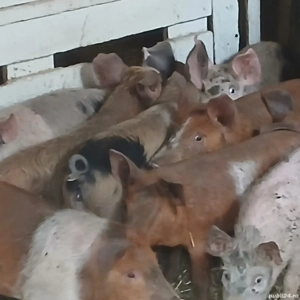 purcei 250-280 lei bucata  - imagine 9