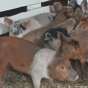 purcei 250-280 lei bucata 