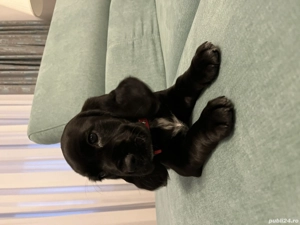 Vând pui de cocker spaniel  - imagine 2