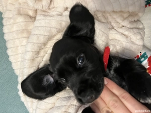 Vând pui de cocker spaniel  - imagine 4