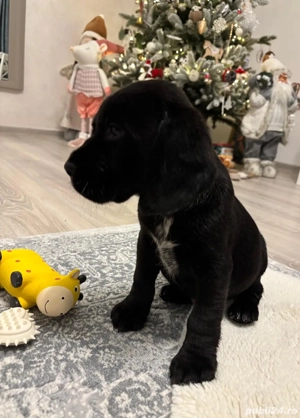 Vând pui de cocker spaniel  - imagine 3