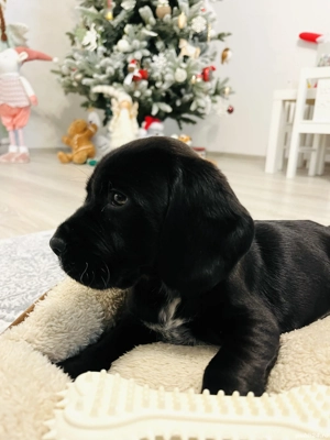 Vând pui de cocker spaniel  - imagine 5