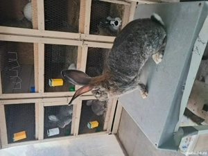 Vând Femelă Rasa Uriaș German Gri