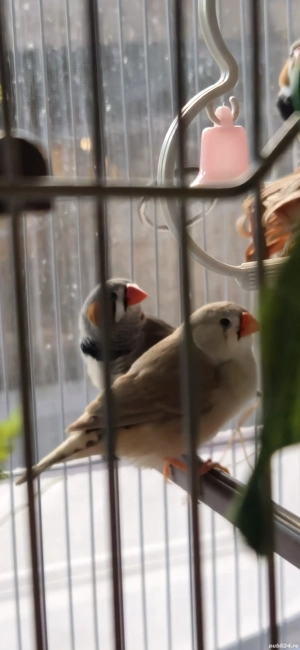 Cinteze zebrate australiene - imagine 4