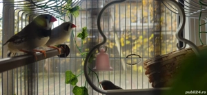 Cinteze zebrate australiene - imagine 5