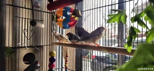 Cinteze zebrate australiene - imagine 2