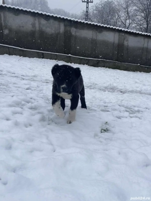 Femelă Ciobanesc asia centrală  - imagine 3