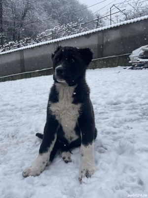 Femelă Ciobanesc asia centrală  - imagine 2