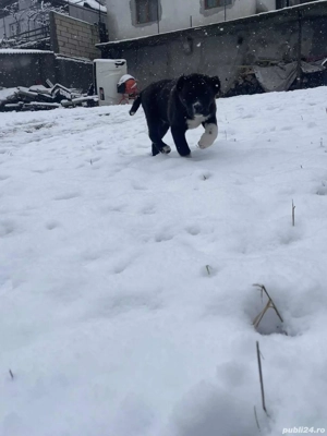 Femelă Ciobanesc asia centrală 