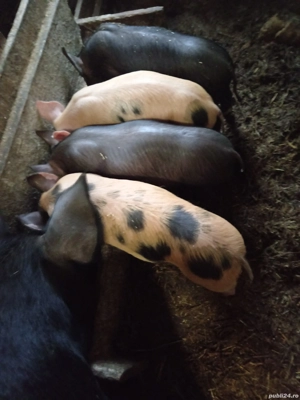 Purcei de vanzare  - imagine 4