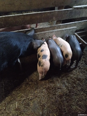 Purcei de vanzare  - imagine 3