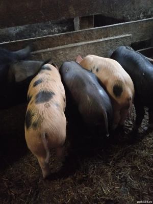 Purcei de vanzare  - imagine 2