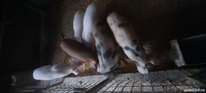 Vand purcei - negociabil - imagine 3