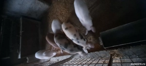 Vand purcei - negociabil - imagine 5