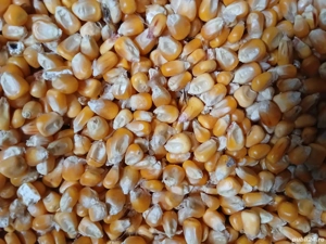 Boabe de porumb 