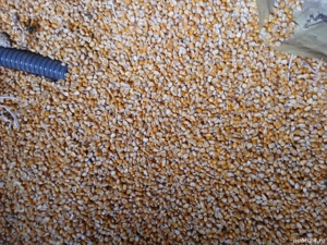 Boabe de porumb  - imagine 2