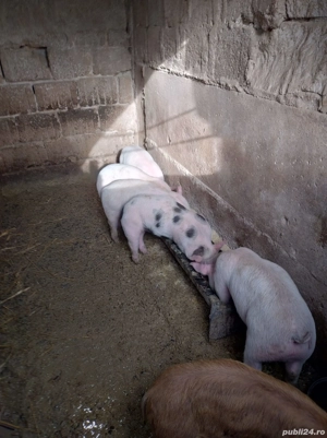 Purcei Mix - imagine 4