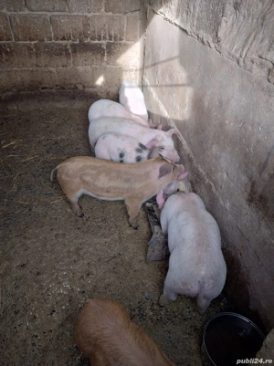 Purcei Mix - imagine 2