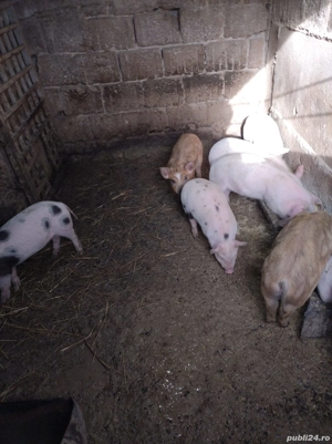 Purcei Mix - imagine 3