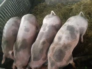De vânzare scrofițe rasa pietrain - imagine 2