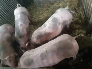 De vânzare scrofițe rasa pietrain - imagine 4