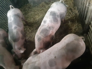 De vânzare scrofițe rasa pietrain - imagine 5