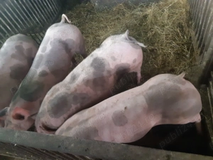 De vânzare scrofițe rasa pietrain