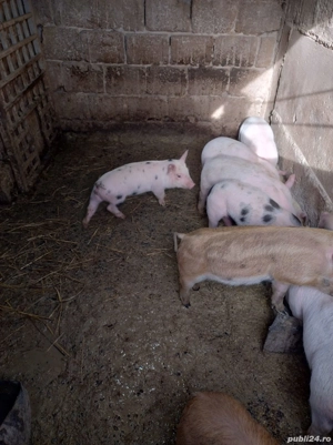 Purcei Mix - imagine 5