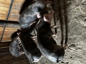 Vând purcei de monta - imagine 2