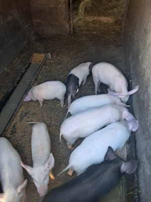 Vand purcei  de 10 săptămâni 