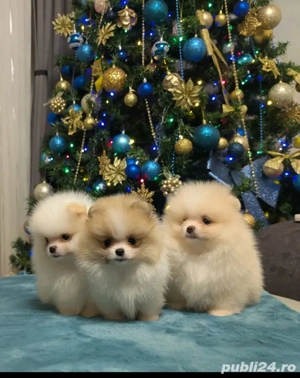 Puiuti Pomeranian  - imagine 4
