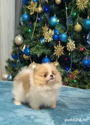 Puiuti Pomeranian  - imagine 2
