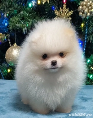 Puiuti Pomeranian  - imagine 3