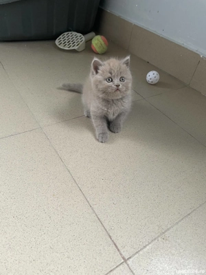 British Shorthair Blue 