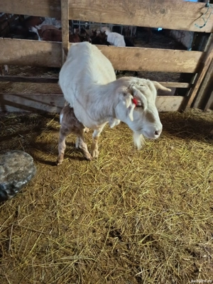 Capre de rasa cu iezi