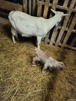 Capre de rasa cu iezi - imagine 5